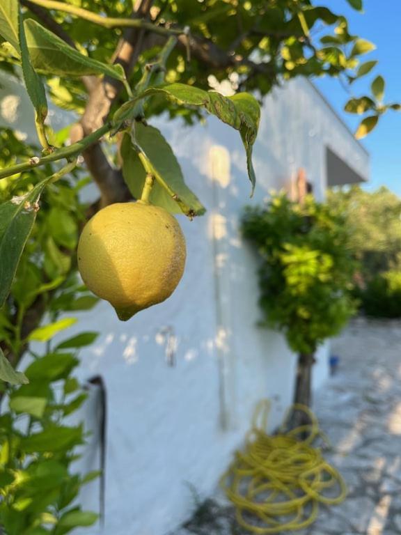 Casa Giuliveto - Charmantes Ferienhaus Mit Privatpool In Olivenhain Ostuni Exterior foto